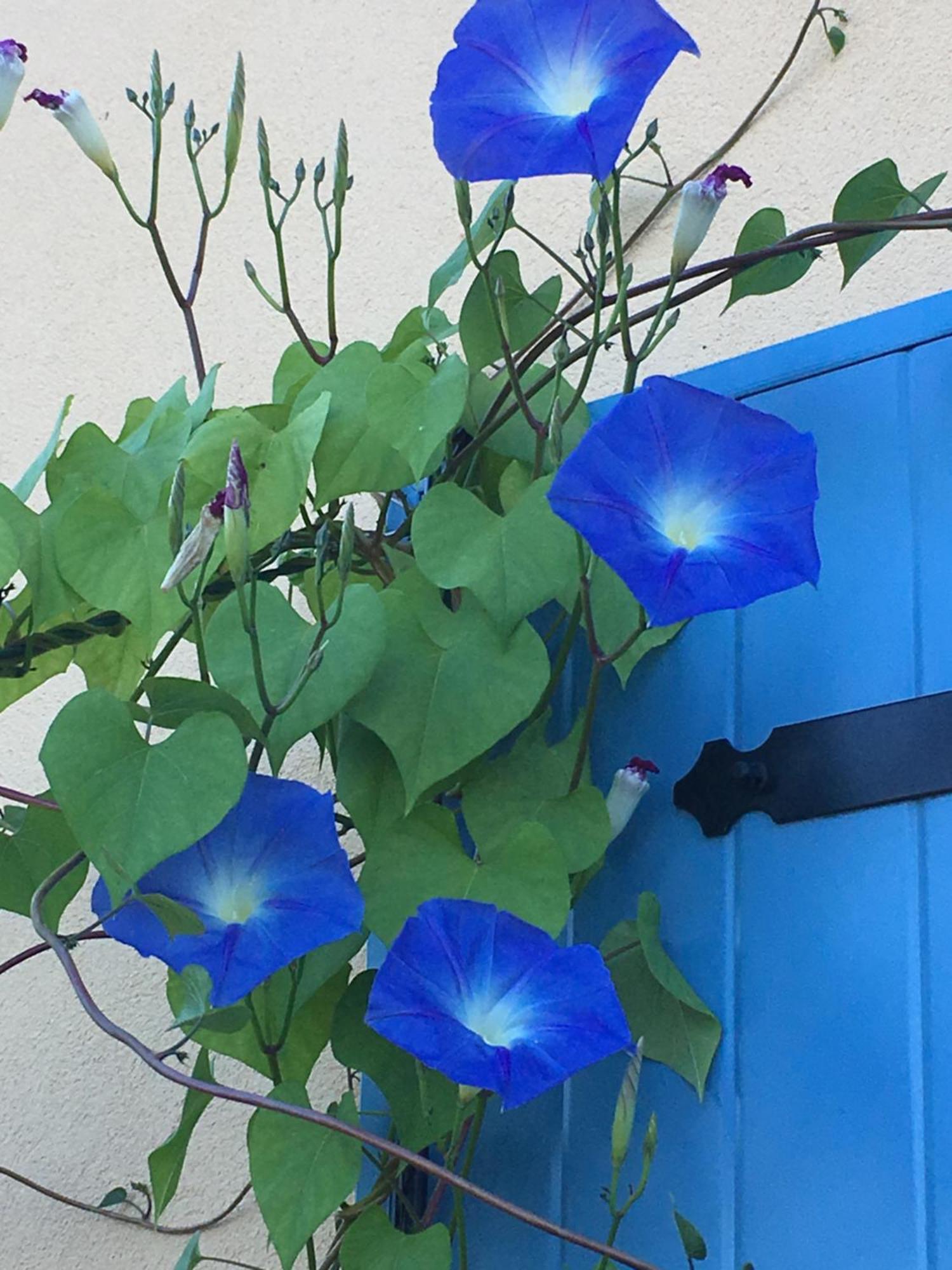 La Mésange bleue Bed and Breakfast Saint-Barthelemy  Eksteriør billede